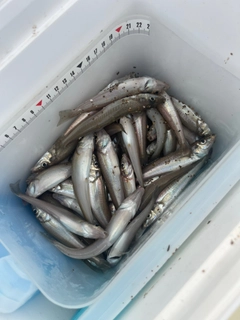 キスの釣果