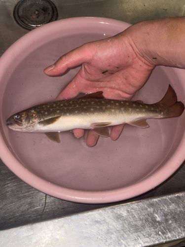 イワナの釣果