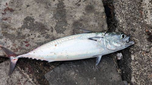 ソウダガツオの釣果