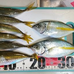 アジ
