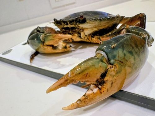 トゲノコギリガザミの釣果