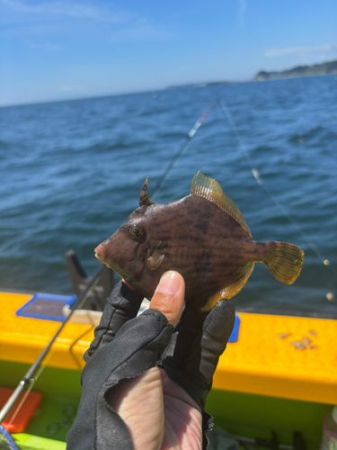 カワハギの釣果