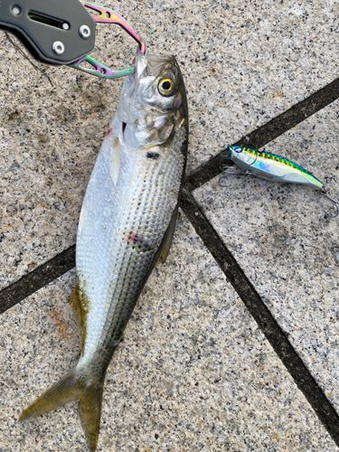 コノシロの釣果