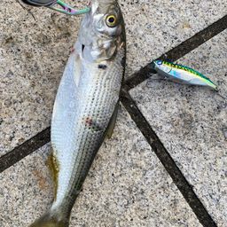 コノシロ