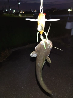 マナマズの釣果