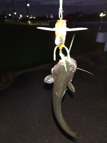 マナマズの釣果
