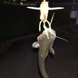 マナマズ