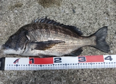 クロダイの釣果