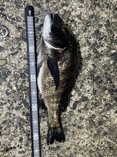 チヌの釣果