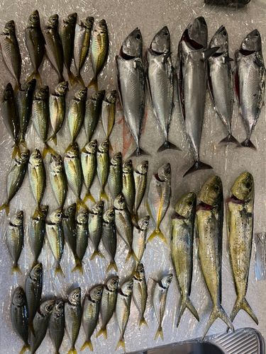 シイラの釣果
