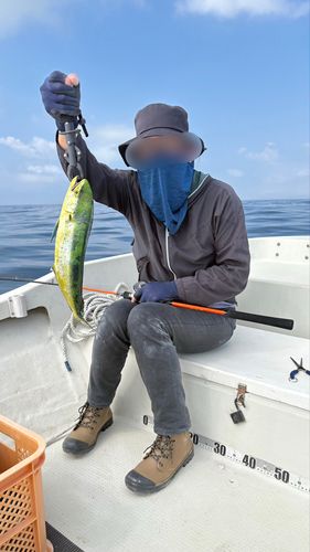 シイラ