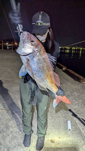 マダイの釣果