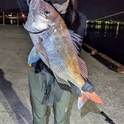 マダイ
