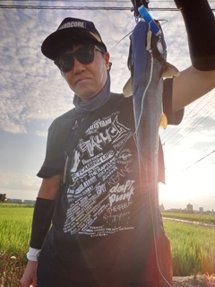 マナマズの釣果