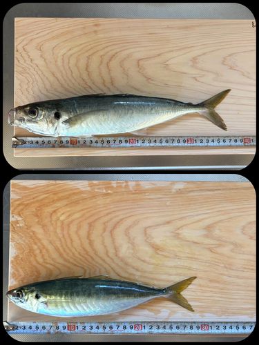 アジの釣果