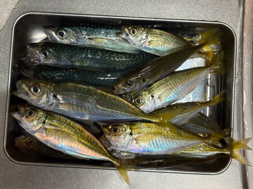 アジの釣果