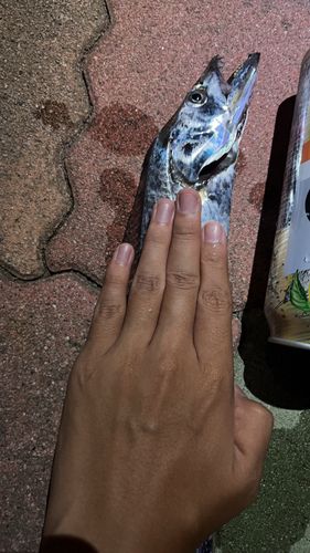 タチウオの釣果