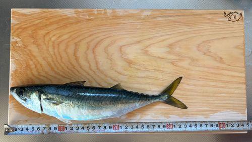 サバの釣果