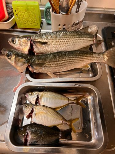 ボラの釣果