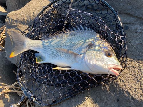 キビレの釣果