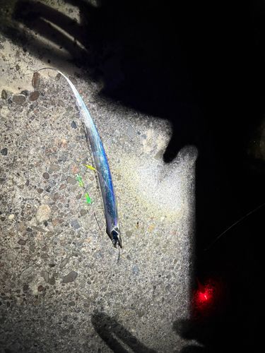 タチウオの釣果