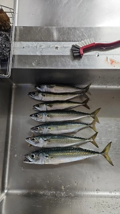 サバの釣果
