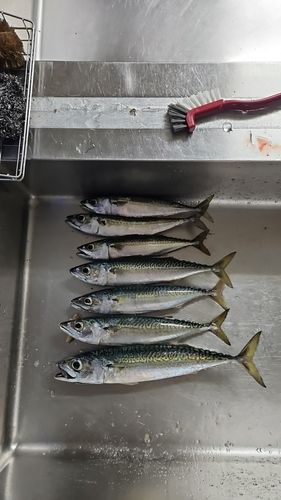 サバの釣果
