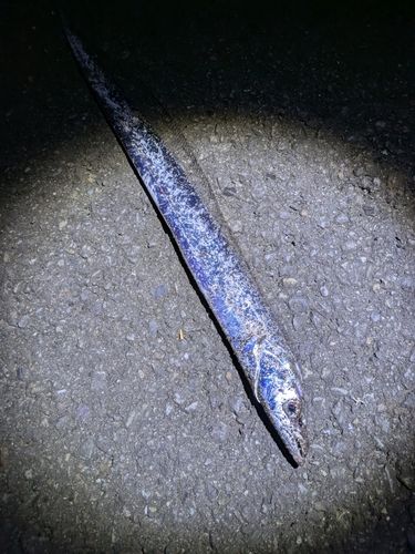 タチウオの釣果