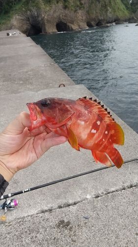 アカハタの釣果