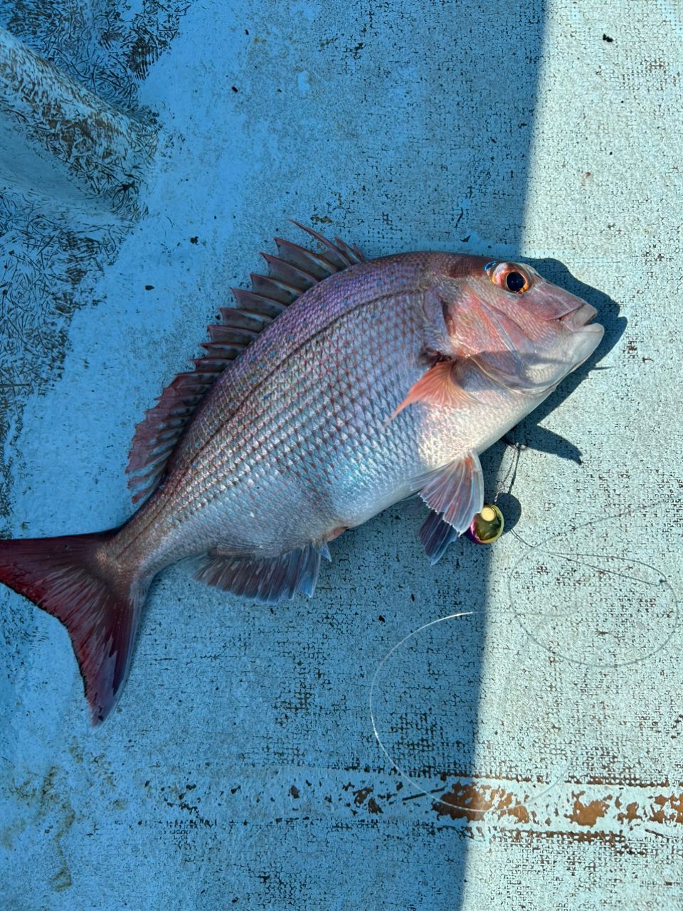 t*4様 ダイワＤＡＩＷＡ紅牙ＭＸエアポータブルＮ６９ＭＬＢ　ＴＧ　ＡＰ　（１９ ダイワ 紅牙MX N69MLB TG AP