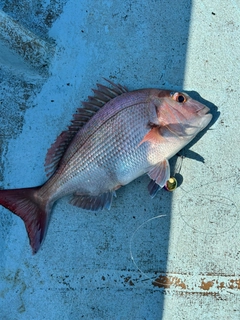 タイの釣果