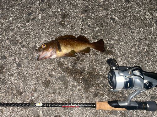 エゾメバルの釣果