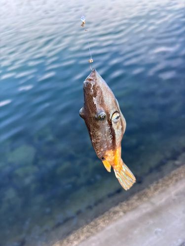キタマクラの釣果