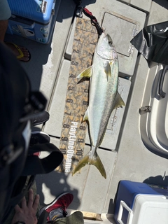 ヒラマサの釣果