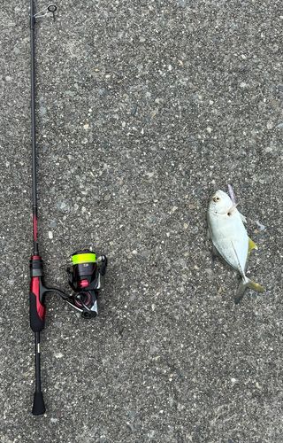 メッキの釣果
