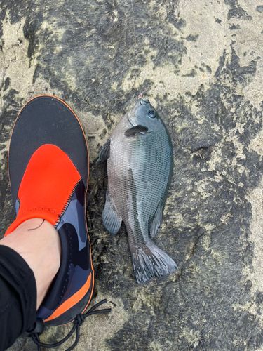 メジナの釣果