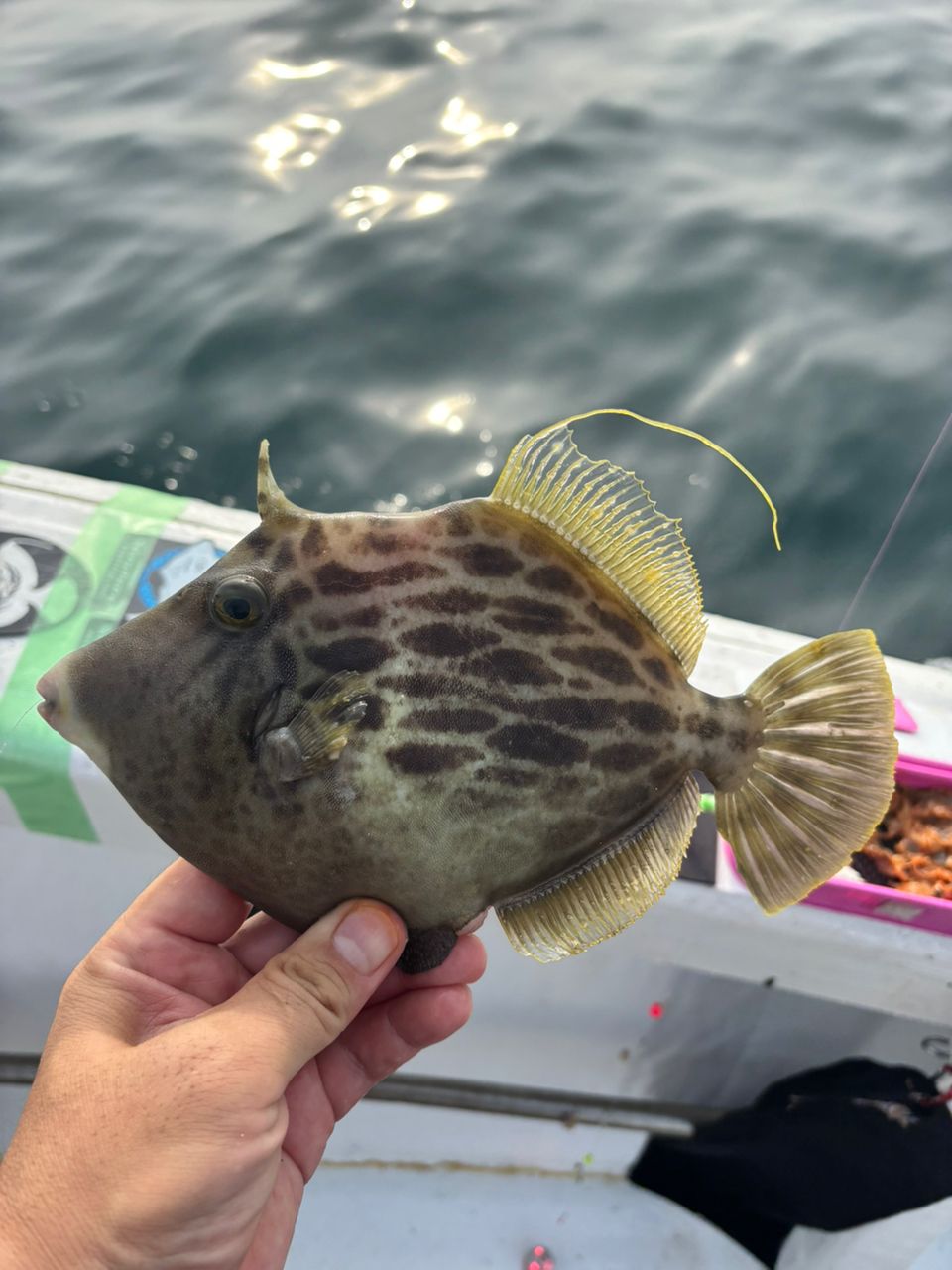 タッチーさんの釣果 2枚目の画像