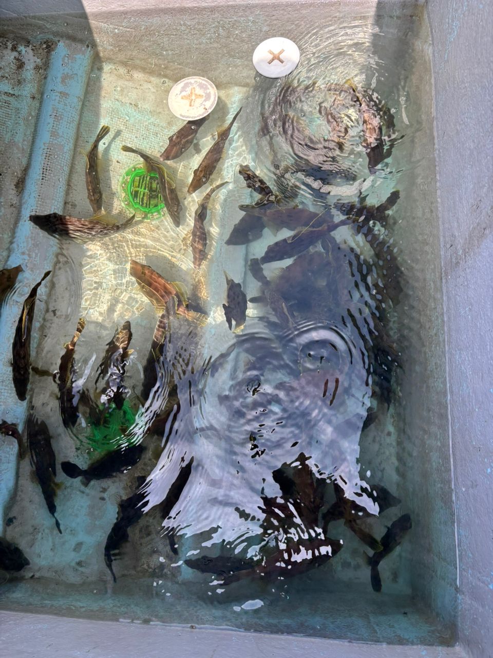 タッチーさんの釣果 3枚目の画像