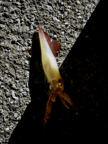 ケンサキイカの釣果