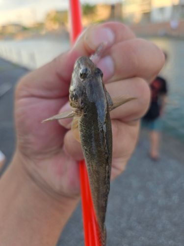 マハゼの釣果