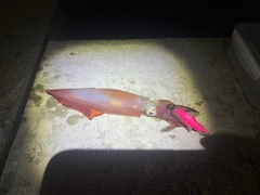 ケンサキイカの釣果
