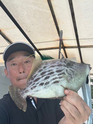 カワハギの釣果
