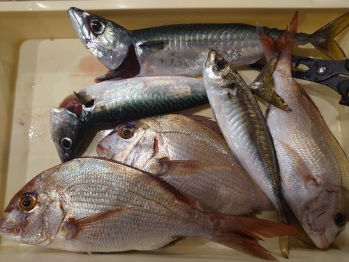 マダイの釣果