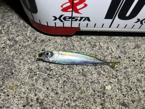 サバの釣果