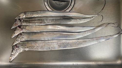 タチウオの釣果