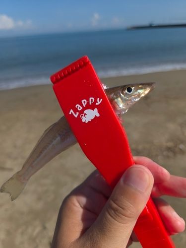 キスの釣果