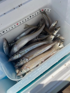 キスの釣果