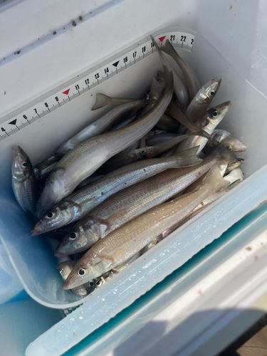 キスの釣果