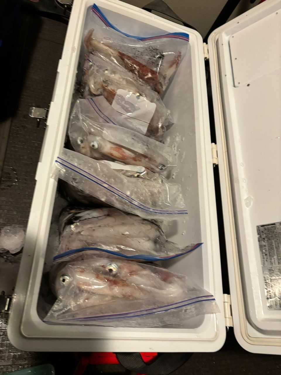 タッチーさんの釣果 2枚目の画像