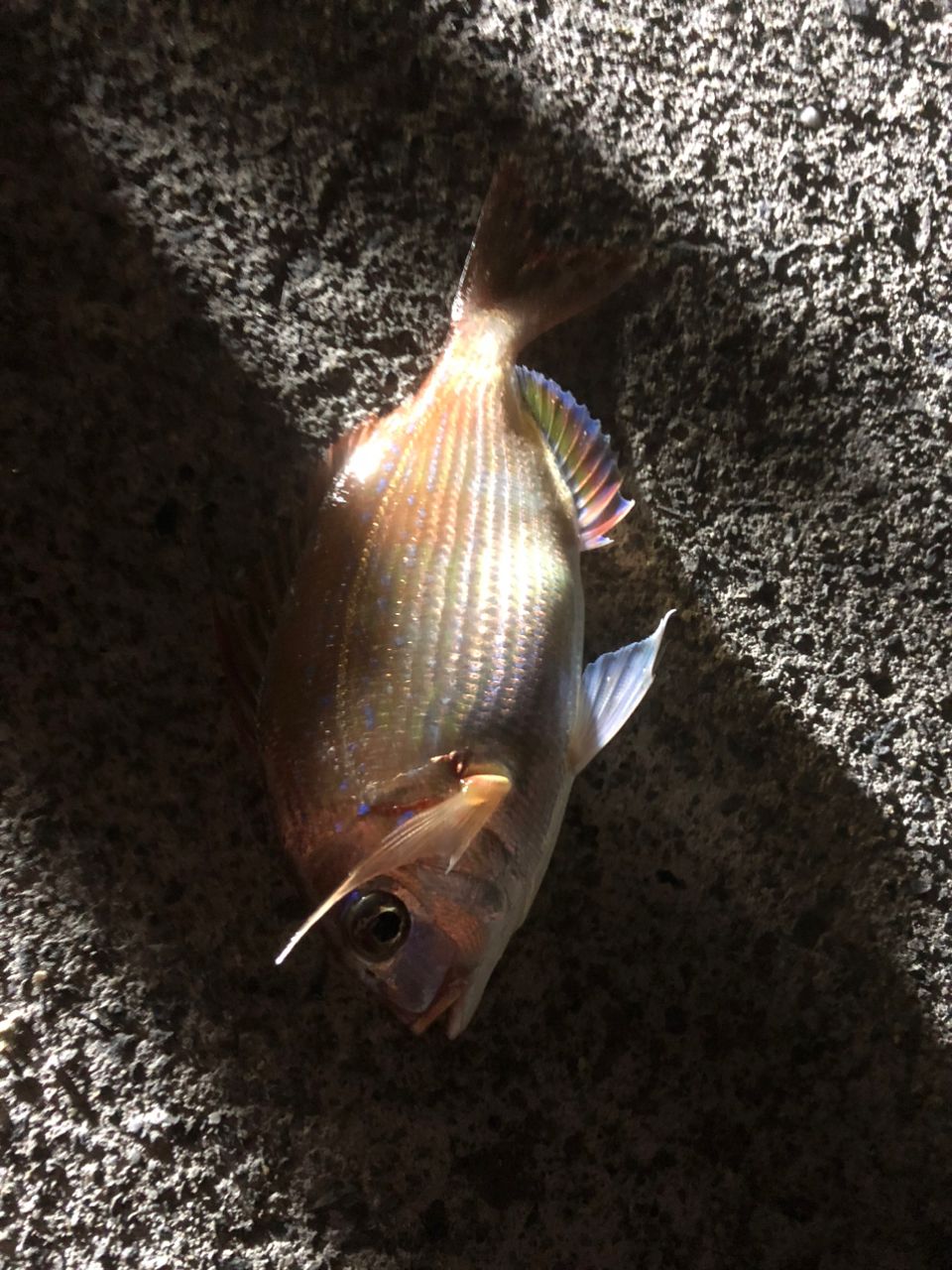 カサゴ